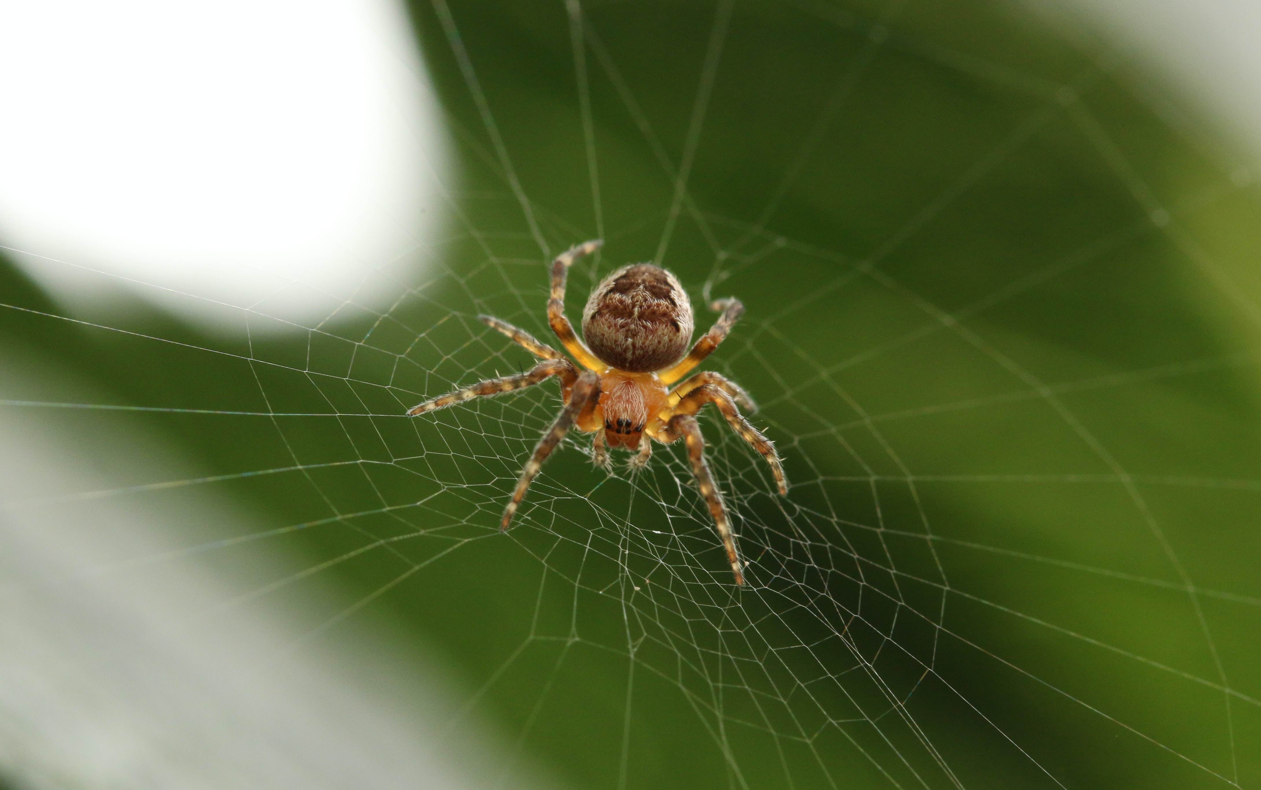 Teia de aranha