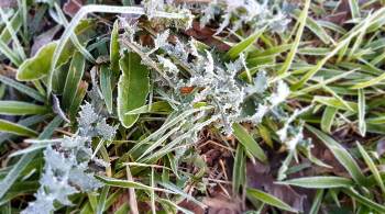 Segundo o Simepar, cidades registraram geadas e queda de temperaturas devido a uma massa de ar frio e seco que atinge a região 