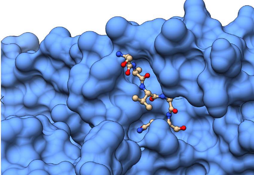 Moléculas se ligam à proteína do coronavírus