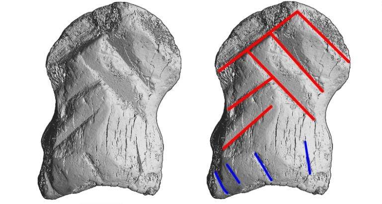 Falange de cervo decorado por neandertais