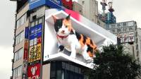 Gato 3D gigante chama atenção em tela de alta definição no Japão