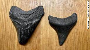 Os dois dentes de megalodonte encontrados por Jacob Danner