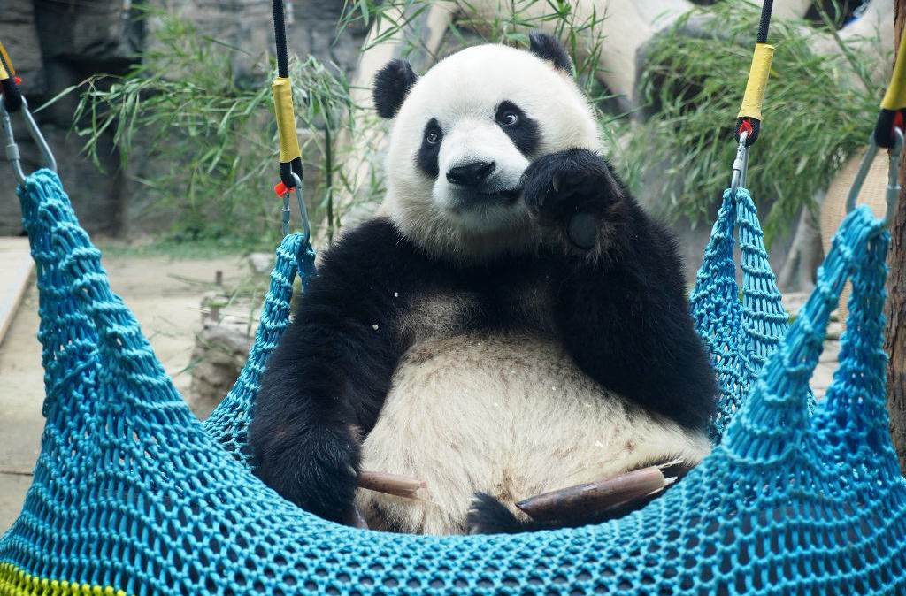 Panda gigante deixou lista chinesa de animais ameaçados de extinção