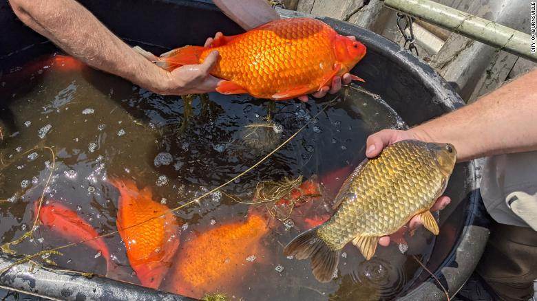 Peixe dourado