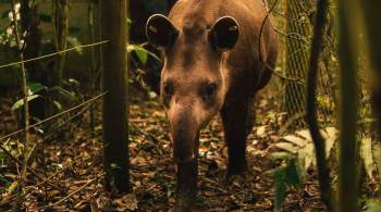 Os pesquisadores da reserva comemoram o fato, pois as antas foram extintas no estado do Rio há mais de 100 anos devido à caça predatória e ao desmatamento