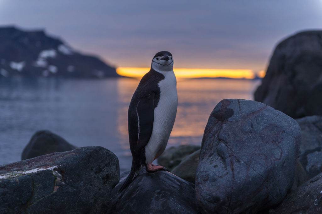 Pinguim na ilha King George, Antártica