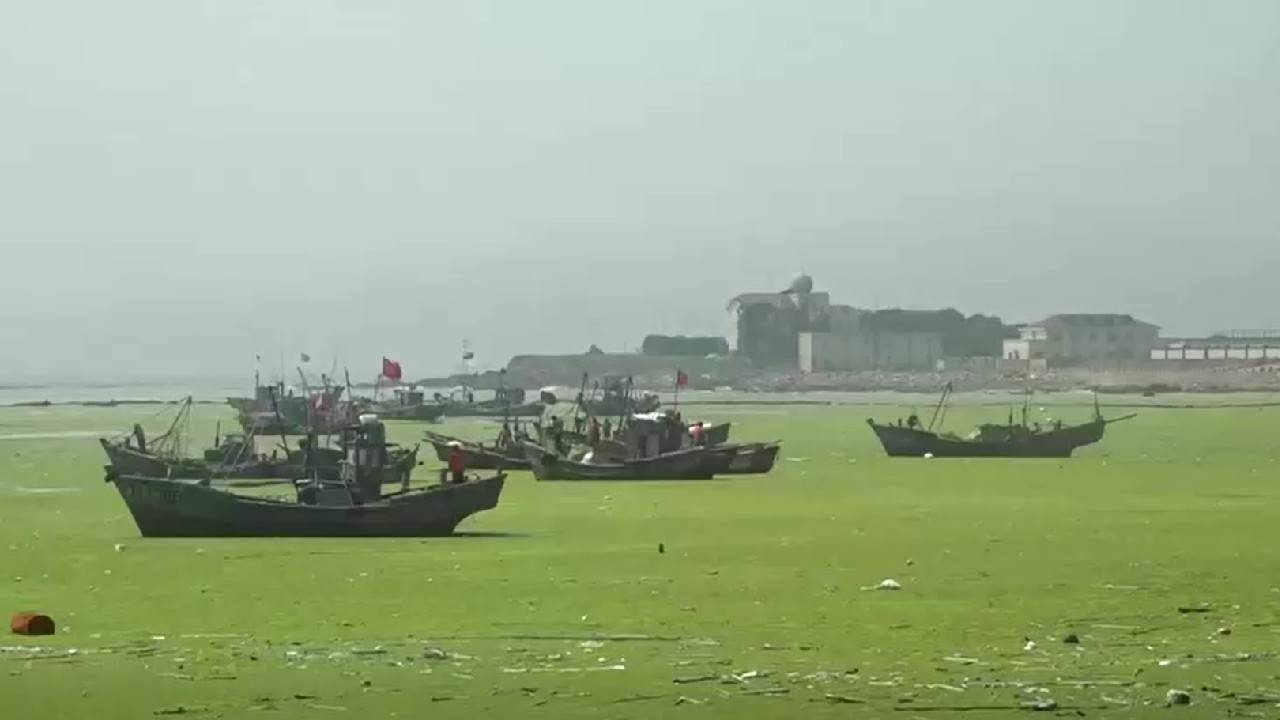 Barcos em cidade de Qingdao, na China, que sofre com infestação de algas