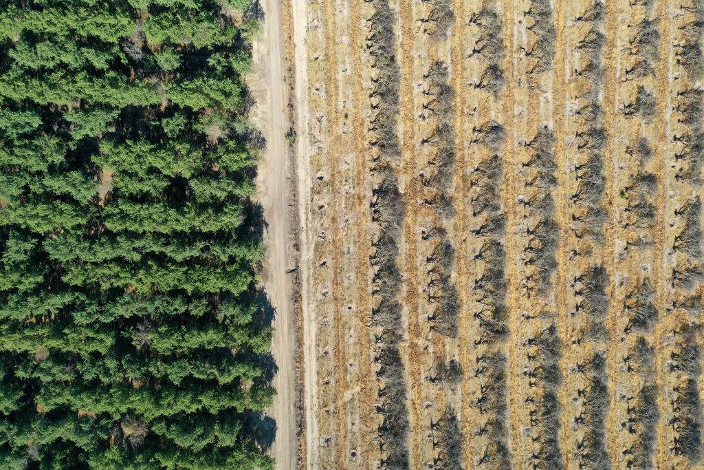 Plantação de amêndoas é derrubada na Califórnia