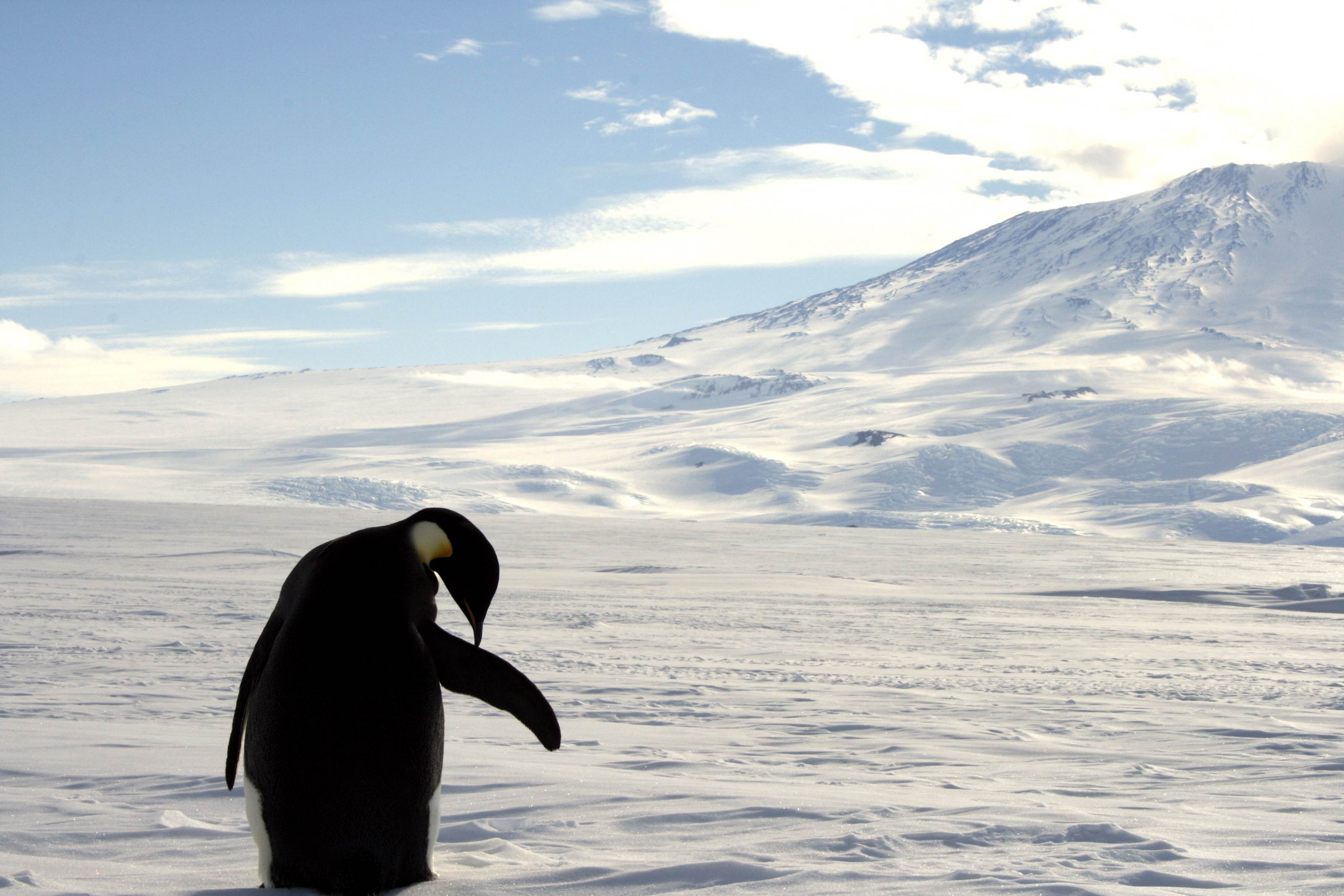 antártica