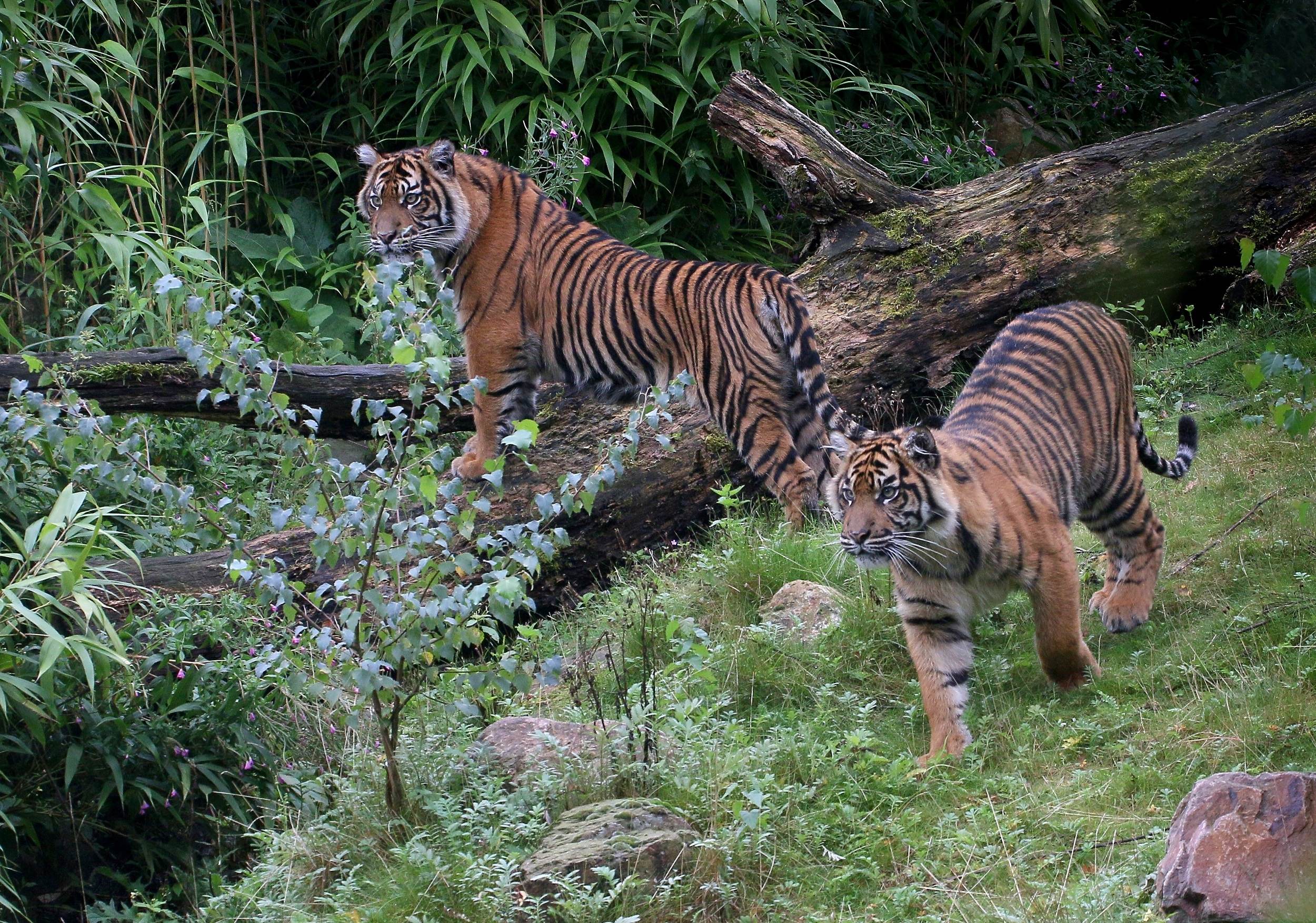 Tigres de Sumatra