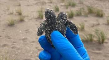 A tartaruga marinha foi um dos três bebês vivos encontrados em um ninho no Parque Nacional da Carolina do Sul