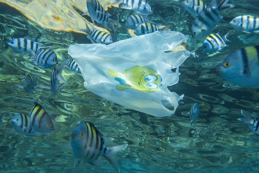 Sacola plástica flutua em meio a cardume de peixes no mar do Egito