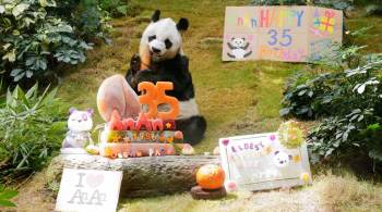 Urso foi presentado ao Ocean Park de Hong Kong há 23 anos pelo governo central chinês