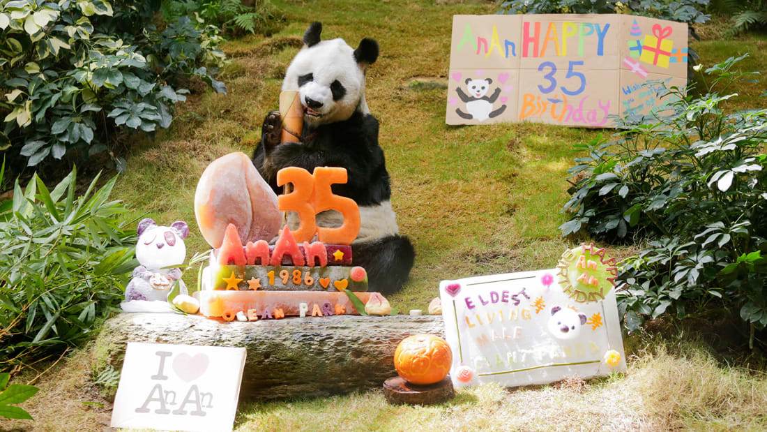 An An, o panda mais velho do mundo
