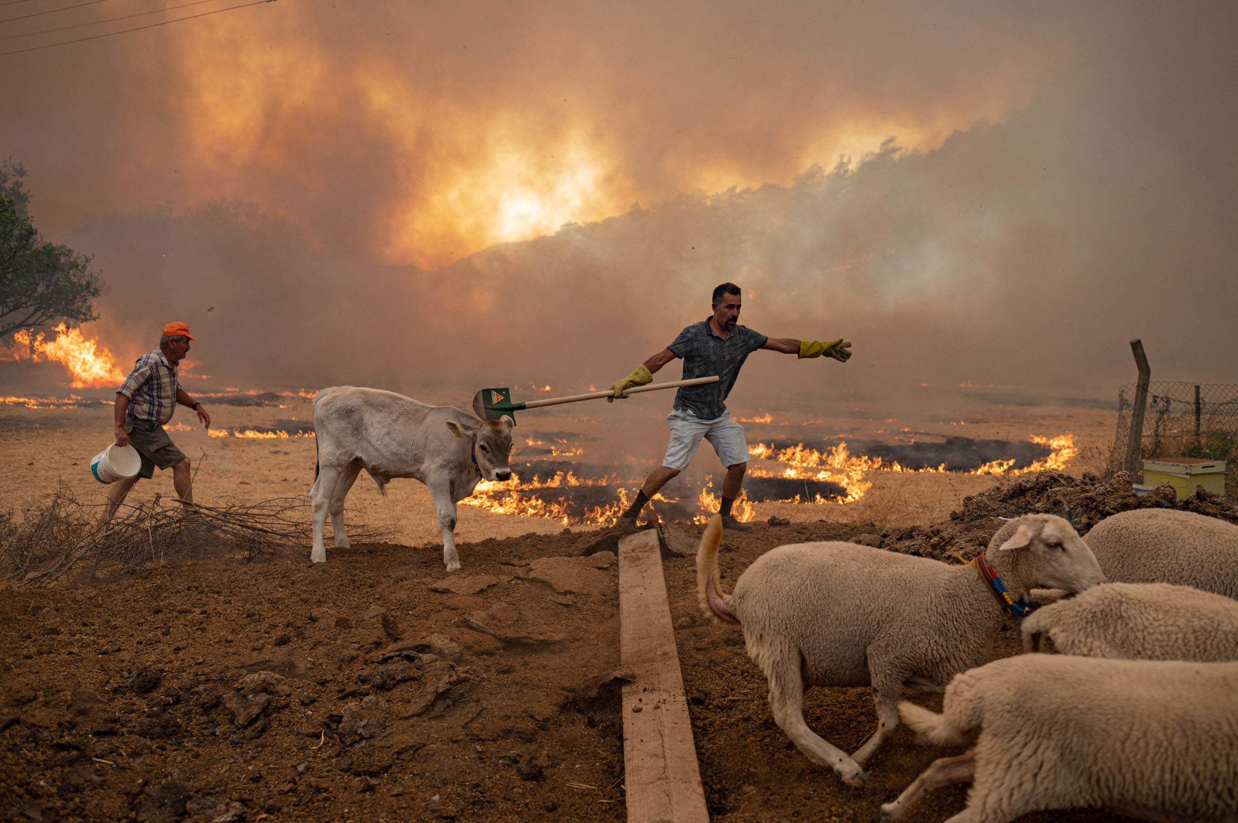 Um homem guia o gado para longe de um incêndio na Turquia