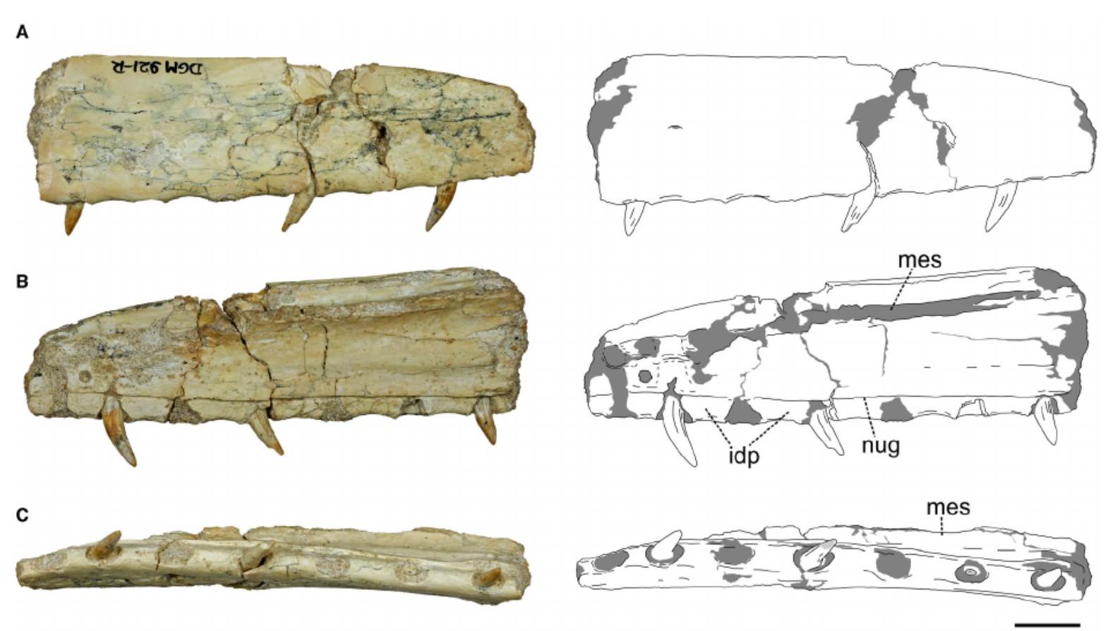 Detalhes do maxilar e dos dentes do novo dinossauro brasileiro