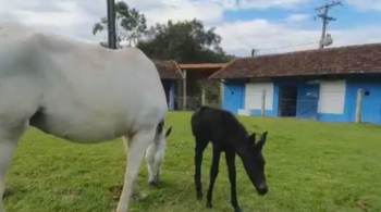 Pesquisa do Instituto Vital Brazil, que está na fase pré-clínica, imunizou dez animais, incluindo três éguas prenhas 