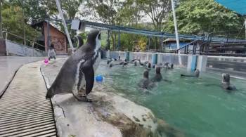 País está em lockdown para diminuir o número de casos de Covid-19, e o zoológico, que fica a 83 quilômetros da capital Bangkok, teve que fechar as portas