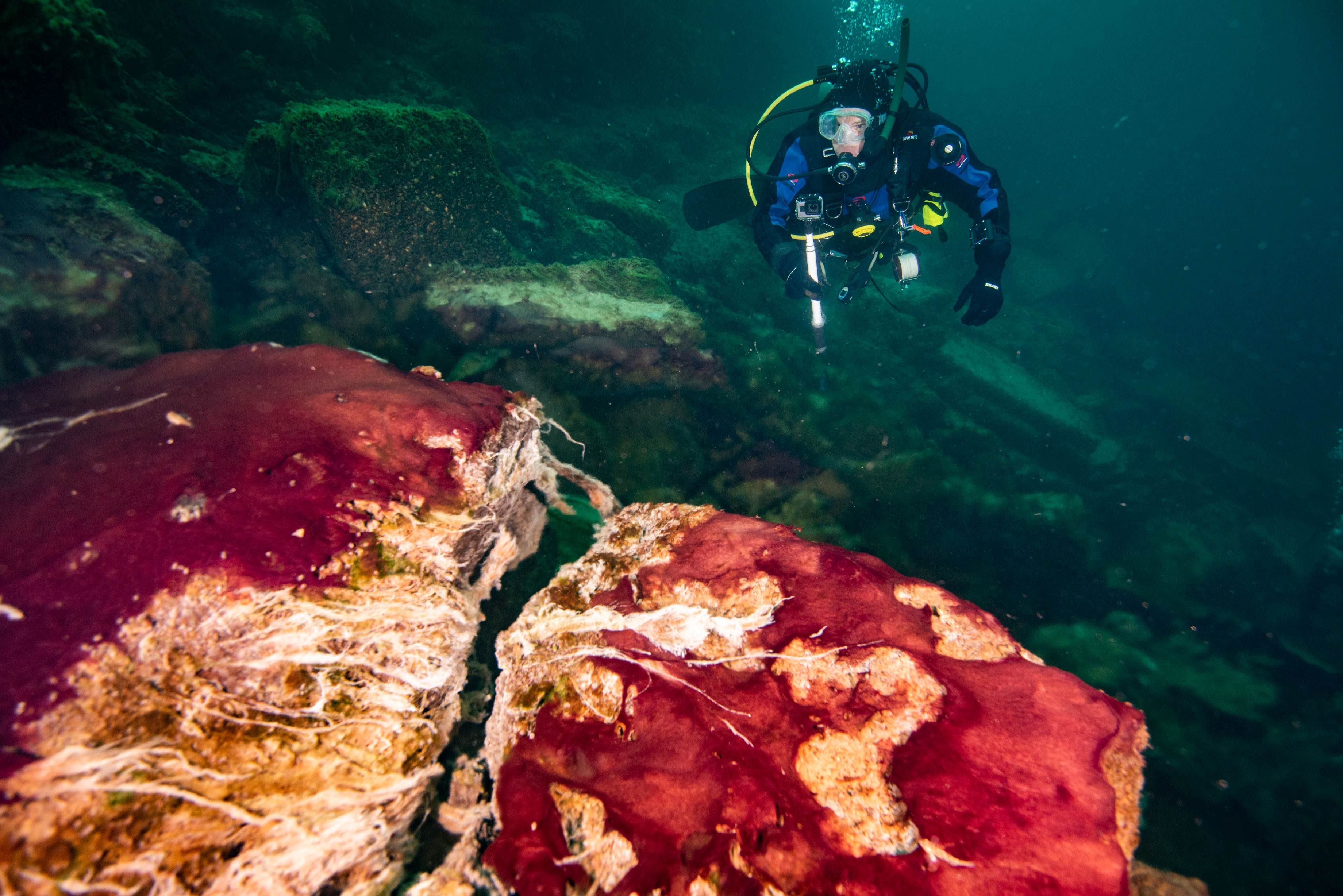 Um mergulhador observa os micróbios no Lago Huron