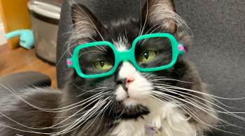 Truffles, agora famosa por seus óculos glamorosos — que variam dos cintilantes roxos ao seu par verde favorito — trabalha ao lado de sua mãe, uma oculista