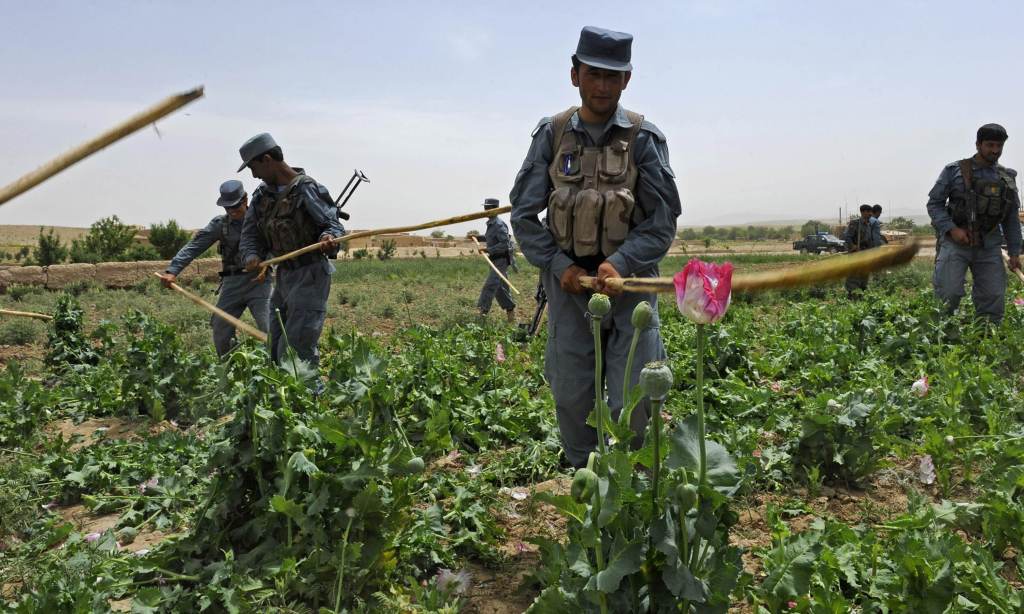 Policiais do Afeganistão destroem plantação de papoula em fiscalização em Qalat