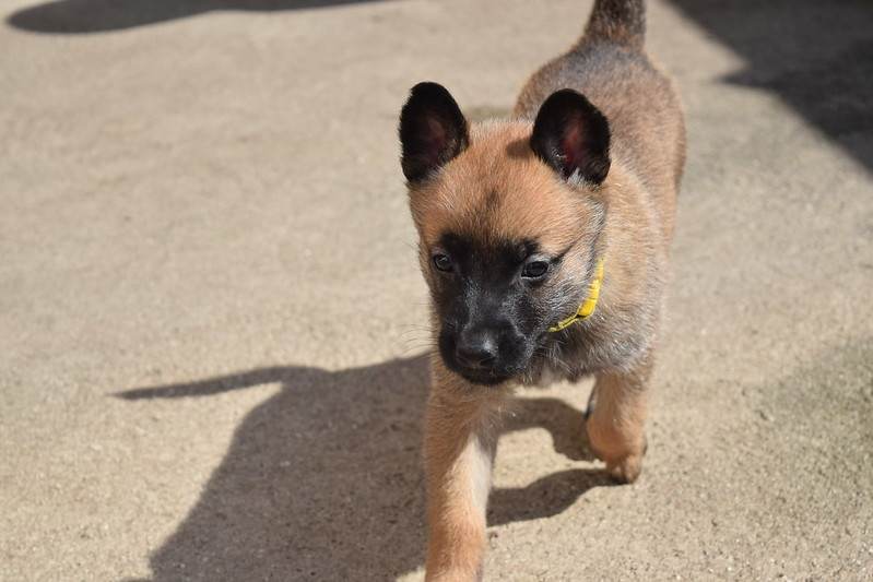 cães guarda RJ