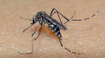 Brasil enfrenta epidemia da doença e falta de inseticida para controle do transmissor Aedes Aegypti