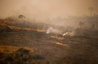 Após dano em cerca de 85% do parque, incêndio no Juquery é controlado