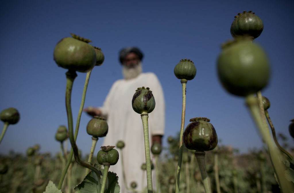 Fazenda de cultivo de papoula no Afeganistão: atividade rende bilhões de dólares ao país e ajuda a sustentar o Talibã