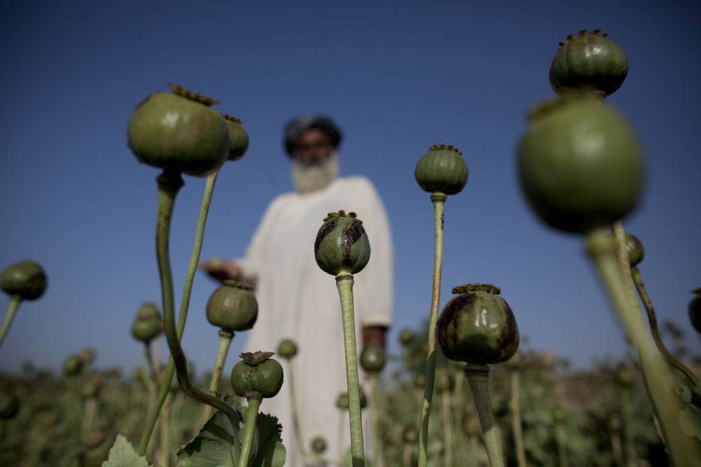 Ópio cultivado em fazenda no Afeganistão