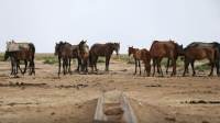 Domesticação de cavalos aconteceu há 4.200 anos, conclui novo estudo