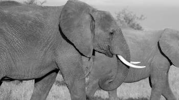 A tromba dos elefantes é delicada e robusta — elas são capazes de agarrar uma única folha de grama, mas também podem carregar quase 300 libras. E os cientistas querem aprender com elas