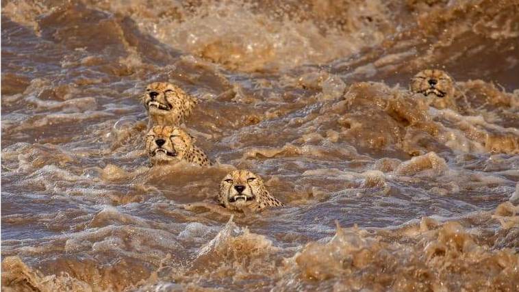 O fotógrafo australiano do Sri Lanka Buddhilini de Soyza temia que esses chitas machos não conseguissem sair de um rio inundado em Masai Mara, no Quênia