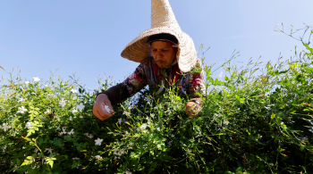 Empresa adquiriu 10 hectares para produzir a flor em meio a um desaparecimento de plantações