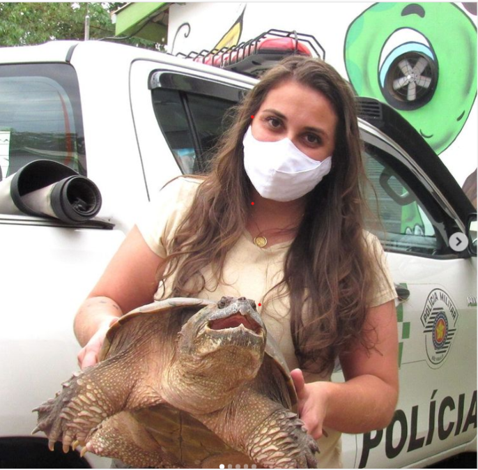 tartaruga-mordedora é resgatada em Presidente Prudente (SP) e encaminhada ao Zoológico da Cidade da Criança