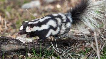 Espécie pode ser encontrada em toda a América do Norte; quando ameaçados, estes pequenos animais se apoiam sobre as patas dianteiras em uma parada de mão digna de atleta 