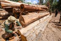 Desmatamento na Amazônia em agosto é o pior em dez anos