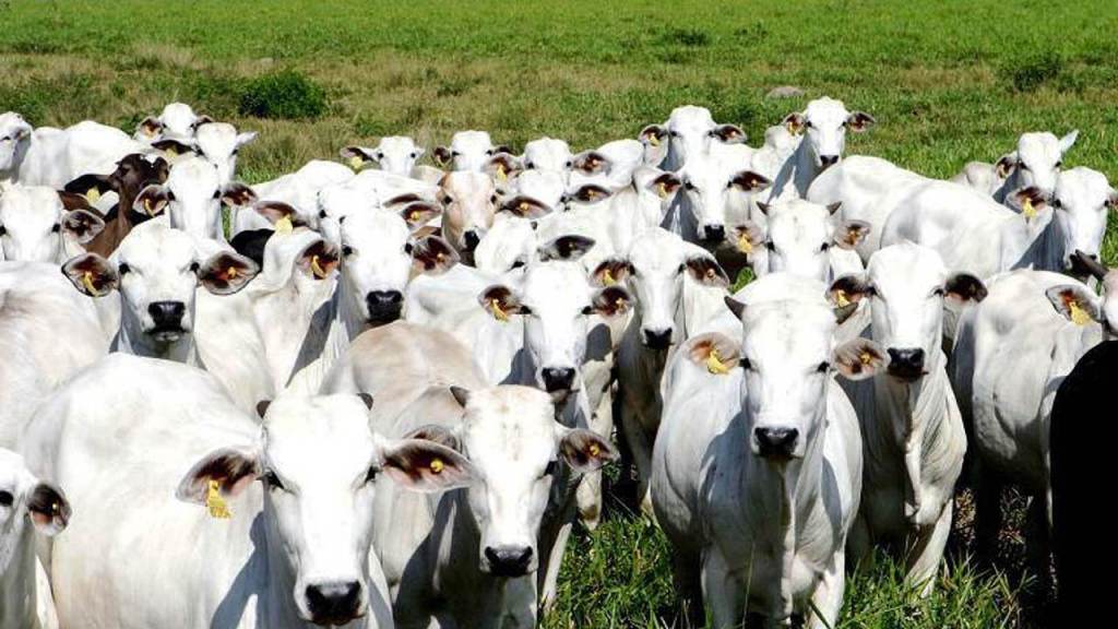 Autoridades do Brasil identificaram caso de 'vaca louca' atípica em animal de Minas Gerais