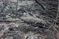 Incêndios no Pantanal mataram quase 17 milhões de animais vertebrados em 2020