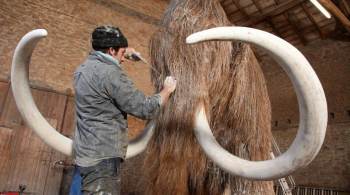 Os defensores dizem que trazer de volta o mamute em uma forma alterada pode ajudar a restaurar o frágil ecossistema da tundra ártica