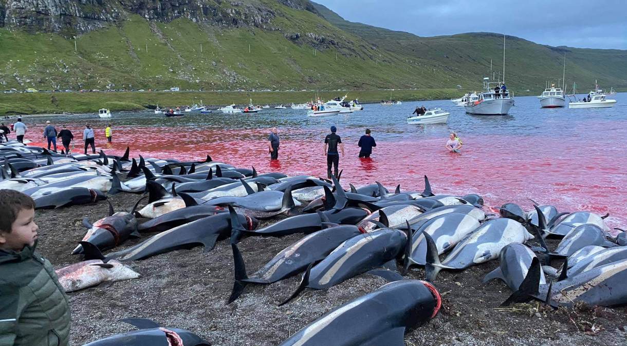 Mais de 1,4 mil golfinhos foram mortos no domingo (12), nas Ilhas Faroe