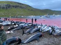 Morte de 1.400 golfinhos nas Ilhas Faroe choca até defensores de caça tradicional