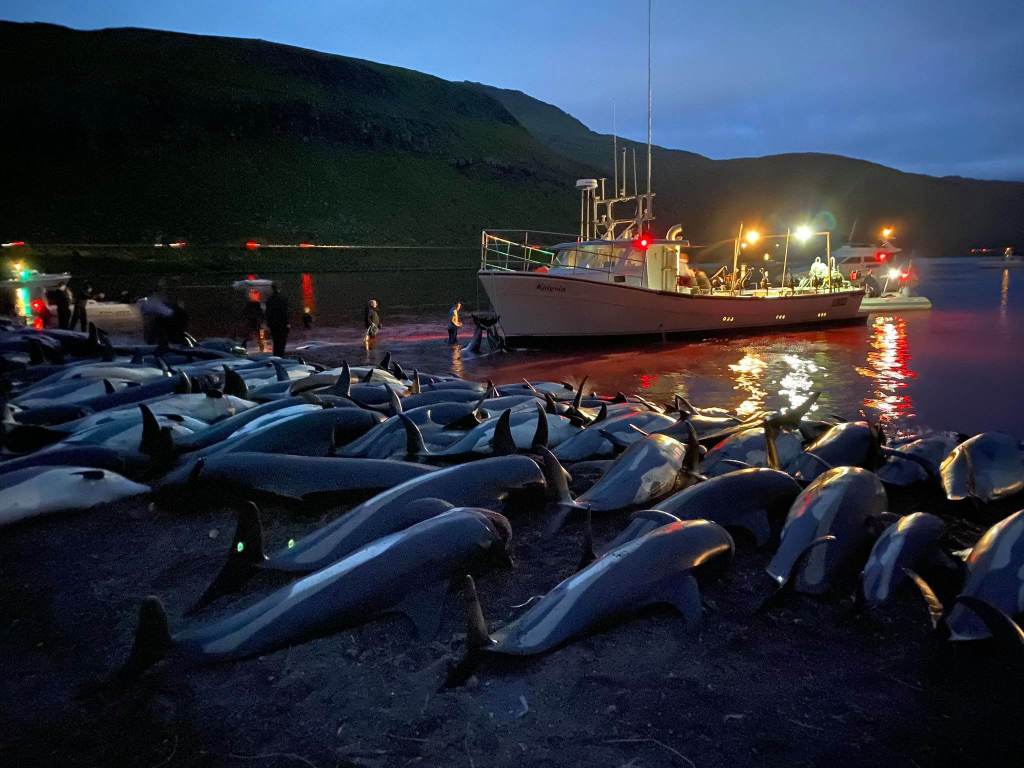 Pequena quantidade de pessoas envolvidas na caça aos golfinhos teria prolongado sofrimento dos animais