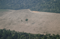 Amazon diz que vai restaurar florestas na Amazônia e ajudar agricultores no Pará