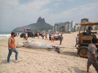 Baleia é encontrada morta na praia do Leblon, no Rio