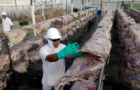 Rússia restringe compra de carne bovina do Brasil após casos de “vaca louca”