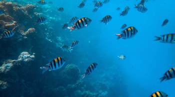 Iniciativa global conta com ajuda da tecnologia, como imagens subaquáticas de alta resolução e sequenciamento de DNA contido na água do mar
