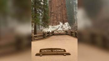 Base da chamada "General Sherman", localizada em um parque na Califórnia, foi envolvida em material resistente ao fogo