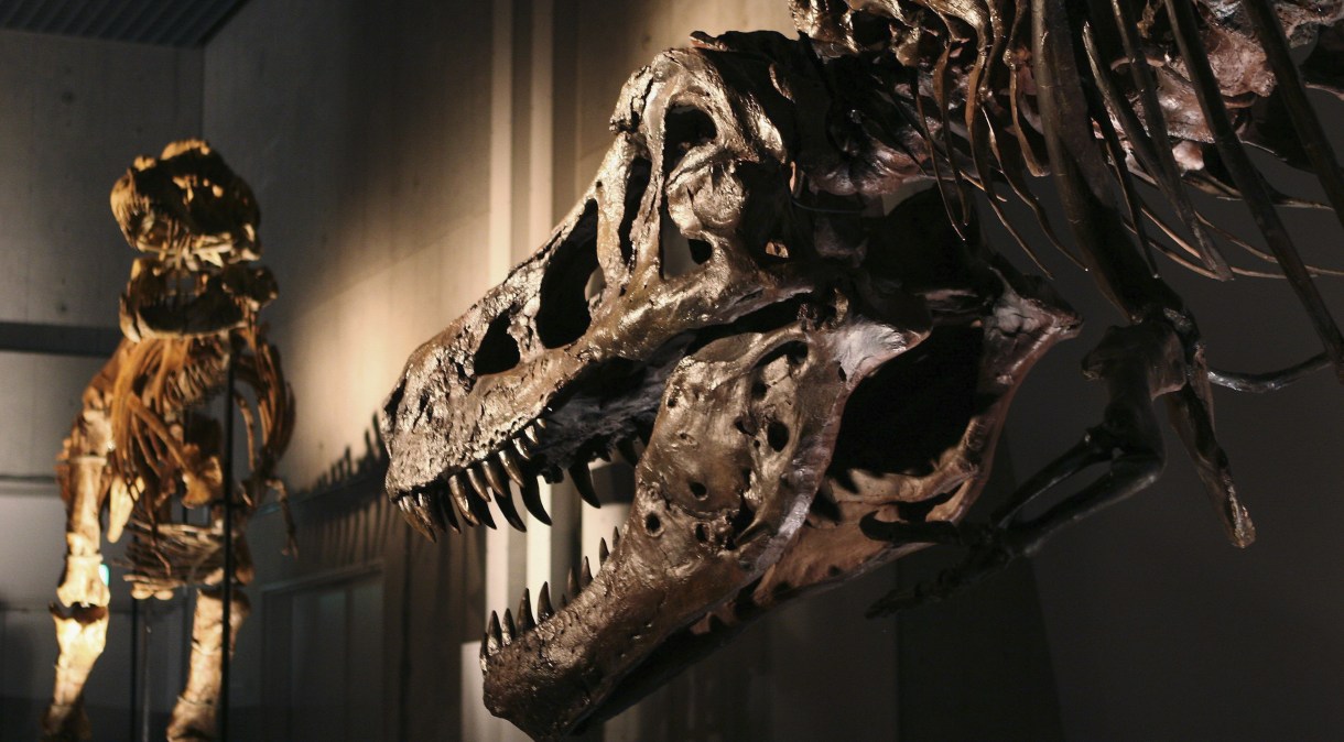 Mandíbula inferior do T. rex é cheia de buracos. Especialistas acreditam que foram o resultado de uma infecção parasitária