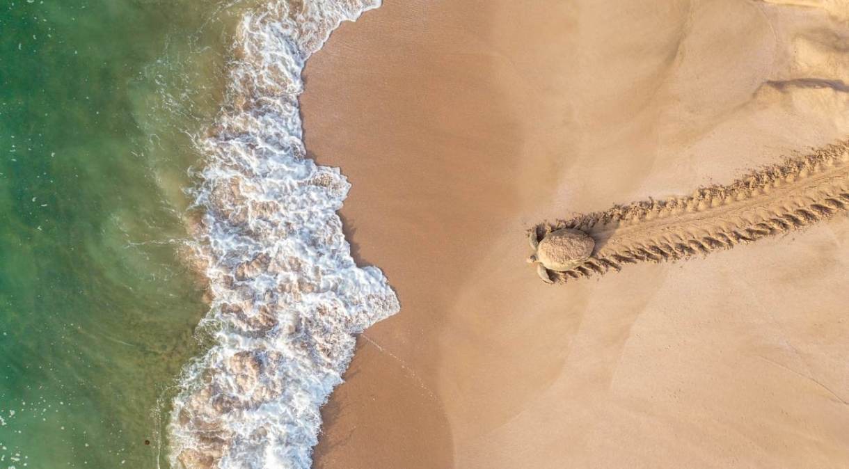 Momento em que uma tartaruga verde volta para o mar após botar seus ovos em praia do Omã